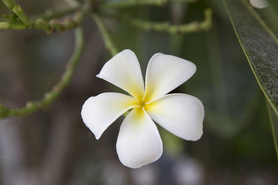 Close-up of white flowering plant