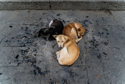 High angle view of dog sleeping on footpath