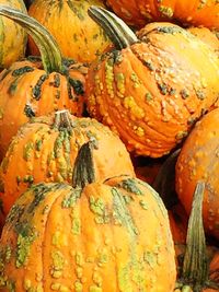 Full frame shot of pumpkins