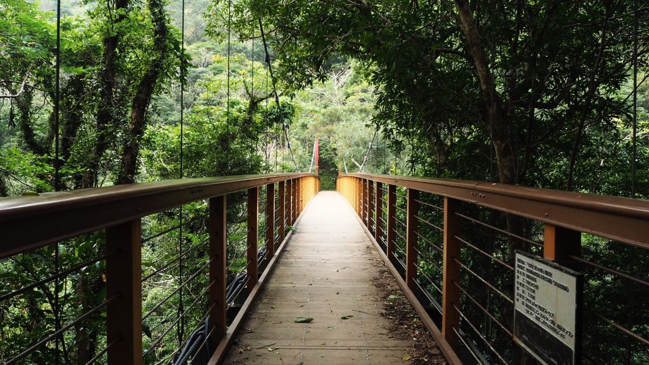 FOOTBRIDGE AGAINST TREES