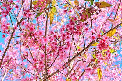 Full frame shot of pink flower tree