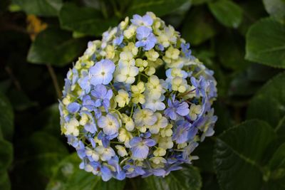Close-up of fresh purple hydrangeas