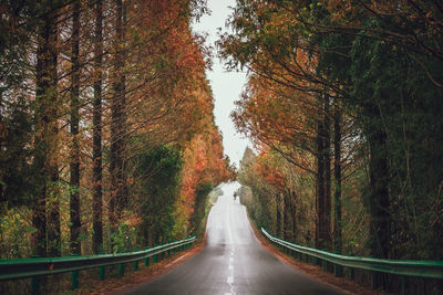 Road amidst trees in forest during autumn