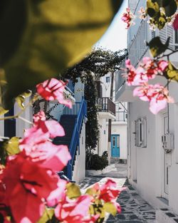 Pink flowering plants by building