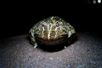 Close-up of a lizard on table