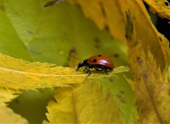 Close-up of ladybug on leaf