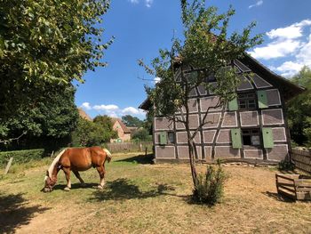 Horse standing in a field