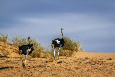 View of two horses on land