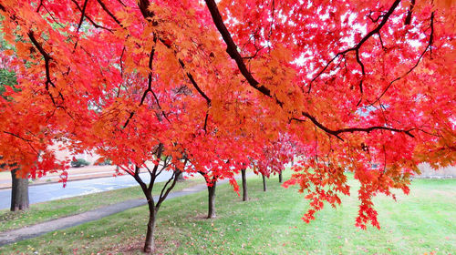 Autumn tree in park