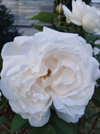 Close-up of white rose