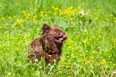 Black dog looking away on field