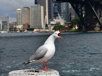 Close-up of seagull perching on city