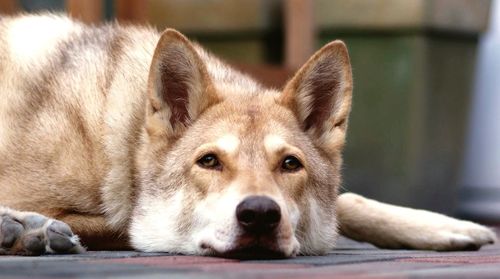 Close-up portrait of dog relaxing outdoors