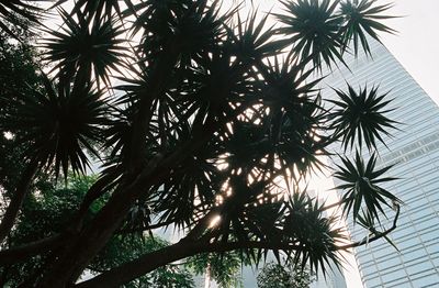 Low angle view of palm trees against sky