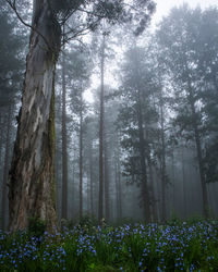 Misty pine trees in forest