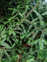 Full frame shot of pine tree