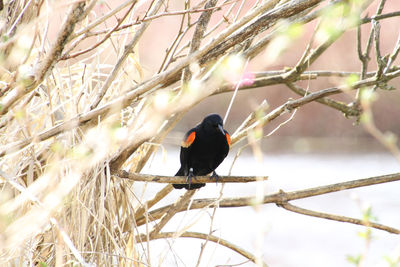 A closeup of a red winged blackbird perched on a branch with a pond in the background