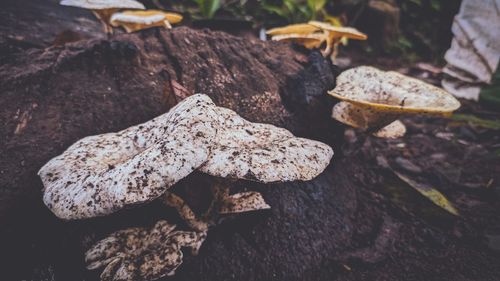 Close-up of mushroom growing on rock