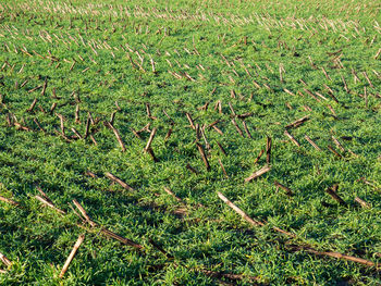 High angle view of trees growing on field