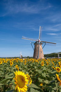 Scenic view of sunflower field against sky