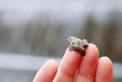 Close-up of hand holding small lizard