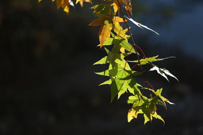 Close-up of autumnal leaves