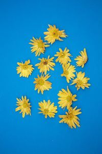 Close-up of yellow flowers against blue background