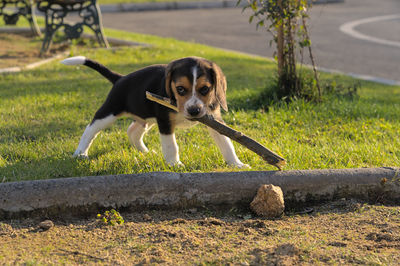 pet
