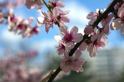 Close-up of cherry blossom