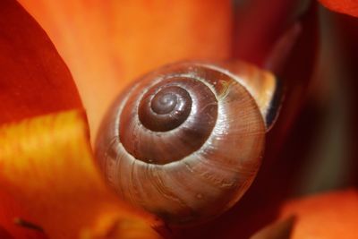 Close-up of snail