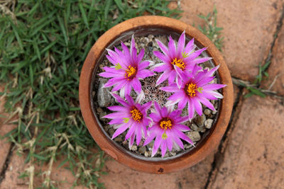 High angle view of purple crocus flower in pot