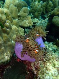 Close-up of fish swimming in sea