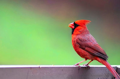 Close-up of parrot perching on railing against wall