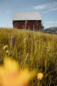 Close-up of wheat field