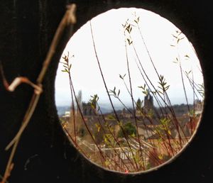 Close-up view of grass