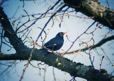 Low angle view of bird perching on branch