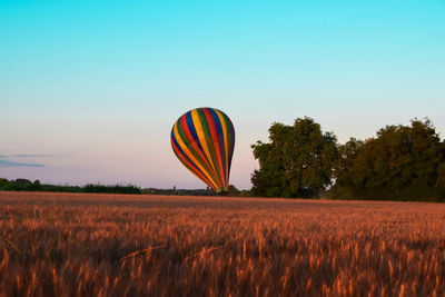 Hot air balloons on field against sky