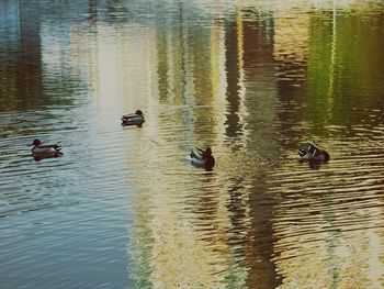 Ducks swimming on lake