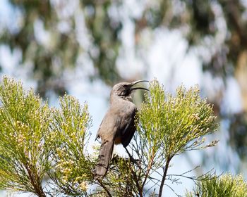 Low angle view of bird perching on tree