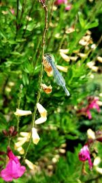 Close-up of insect on plant