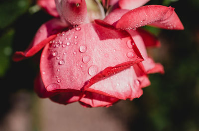 Close-up of water drops on pink rose