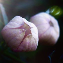 Close-up of purple rose on leaf