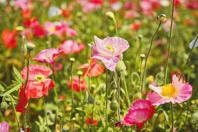 Close-up of flowers blooming outdoors