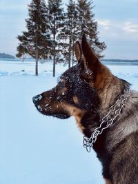 Dog looking away on snow field