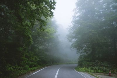 Empty road along trees
