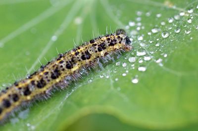 Close-up of insect on leaf