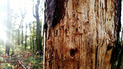 Close-up of tree trunk