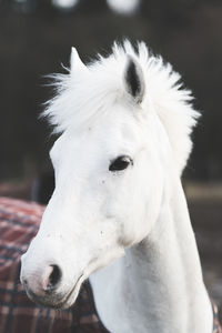 Close-up of a white horse