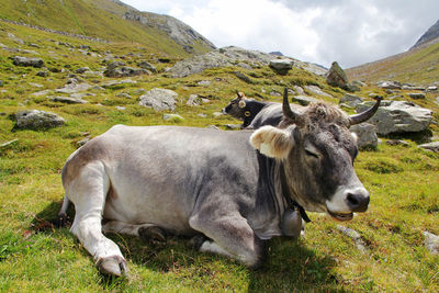 Cows in a field