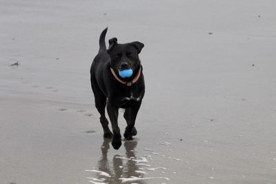 Portrait of dog running on beach